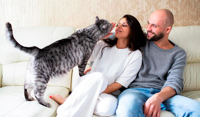 Estudio revela que los gatos maúllan mucho más con dueños hombres que con mujeres