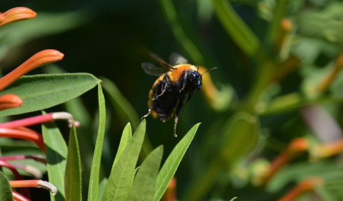 El abejorro más grande del mundo lucha contra la extinción en Chile y Argentina
