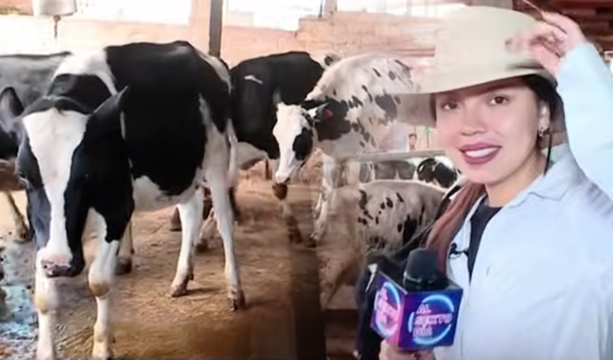 Leche, campo y tradición: Este es el negocio que sostiene Cajamarca