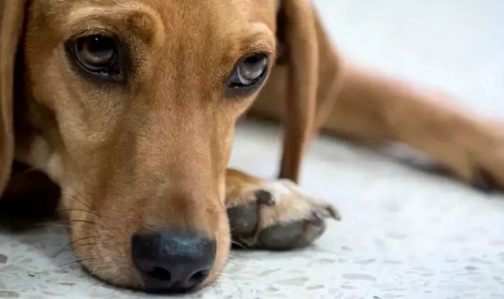 Condenan a tres años de prisión a policía por envenenar a dos perritos