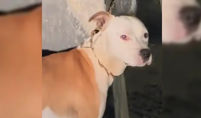 Cercado de Lima: rescatan a perrita que había sido encadenada en poste por más de 10 horas