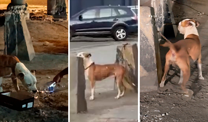 Conoce como adoptar al perro que fue abandonado durante horas atado en un poste
