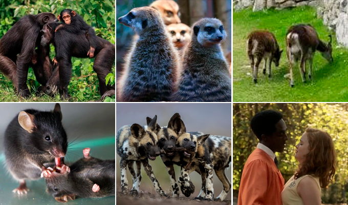 ¿Qué tan monógamo es el humano? Conoce este top de animales que solo tienen una pareja en toda su vida