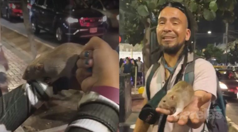 Peruano abandonó su carrera de chef y ahora recorre Sudamérica con ratas entrenadas