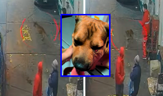 Delincuentes intentan robar grifo y disparan contra perro que trató de intervenir