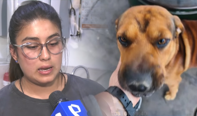 Perrito que fue baleado en asalto a grifo en Los Olivos busca un hogar
