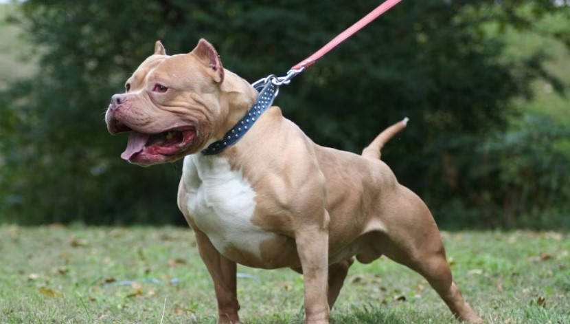 Dueños de perros pitbull podrían ir a la cárcel por ataques con lesiones graves