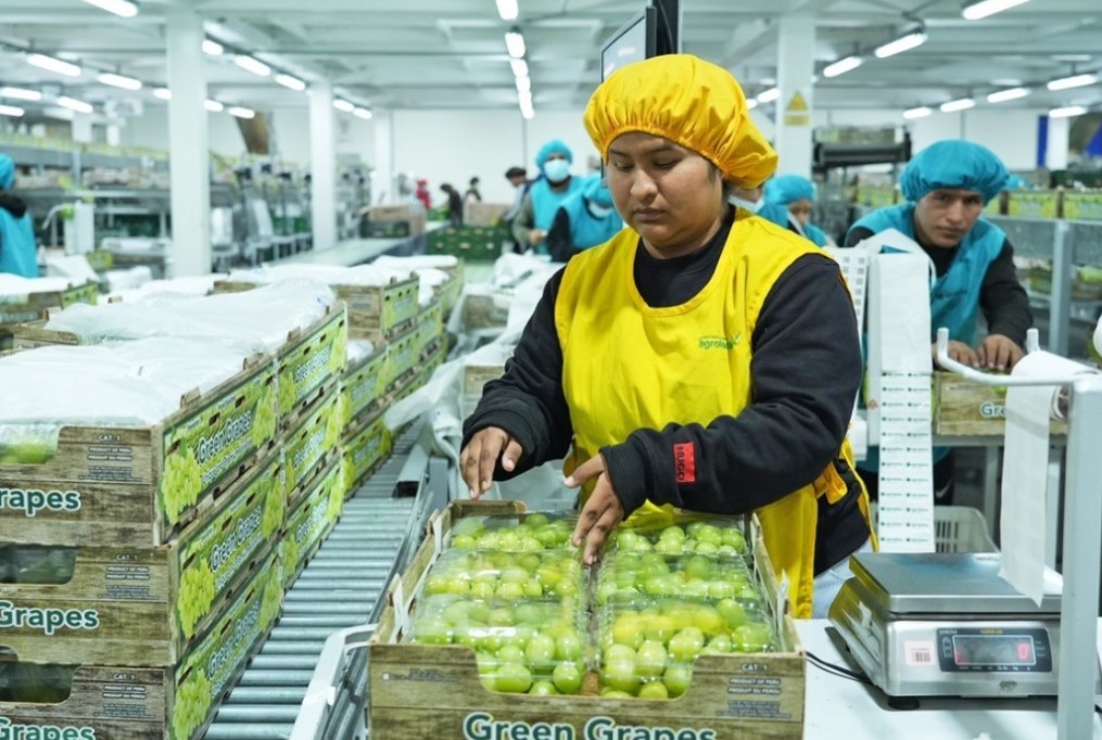 Gobierno despliega acciones para impulsar desarrollo agroexportador y proteger cultivos en Ica