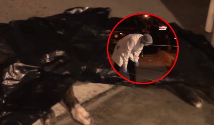 Empresario es asesinado a balazos en Comas: su perrito murió al intentar defenderlo