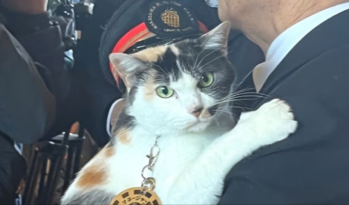 Yontama, la nueva autoridad felina: un gato asume como jefa de estaci&oacute;n en Jap&oacute;n