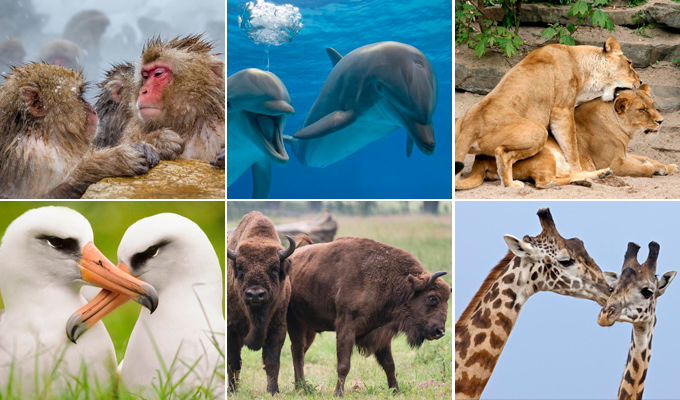 De gorilas a delfines: conoce cómo la diversidad sexual aparece en la naturaleza