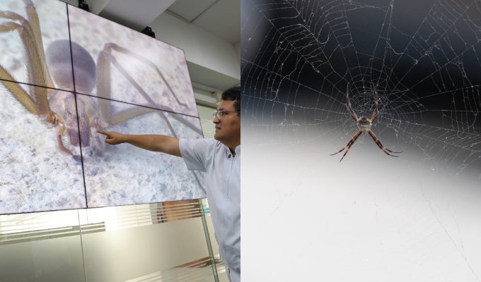 EsSalud alerta que la picadura de araña casera puede traer consecuencias mortales