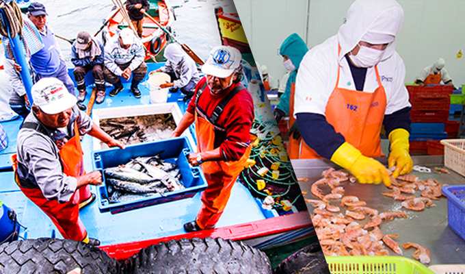 Se prepublicó reglamento de sanciones de Sanipes: Busca fortalece cumplimiento de normas que garantizan la inocuidad de productos hidrobiológicos