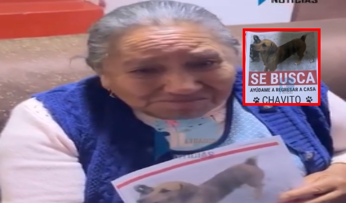 Arequipa: adulta mayor con discapacidad visual pide apoyo para ubicar a su perrito desaparecido tras atropello