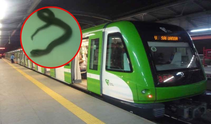 Pasajeros reportan hallazgo de una serpiente en uno de los trenes de la Línea 1 del Metro de Lima