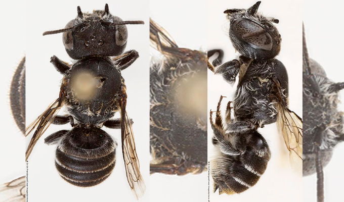 Esta es la abeja 'Lucifer' recientemente descubierta en Australia