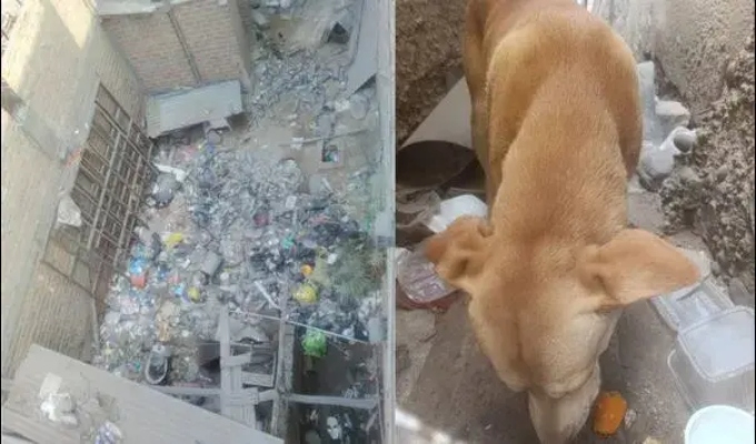 Carabayllo: vecinos alertan sobre perrito encerrado en vivienda abandonada