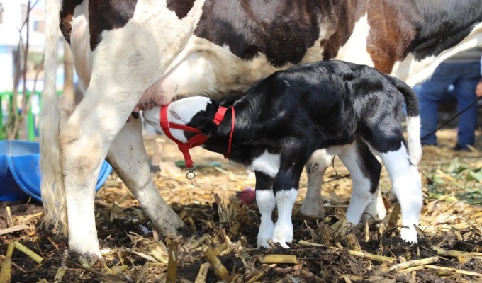 Histórico avance ganadero: nace la primera ternera por inseminación artificial en Lambayeque