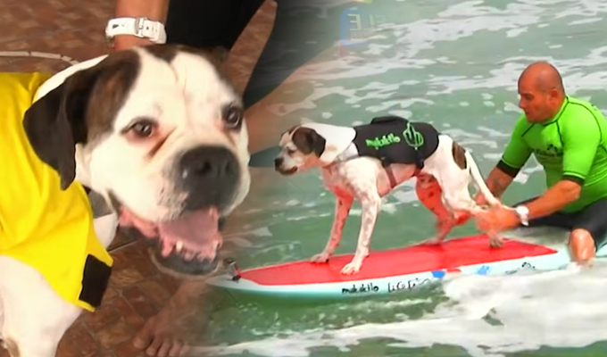 Conozca a “Makakilo”: El perro rescatista más surfer de San Bartolo