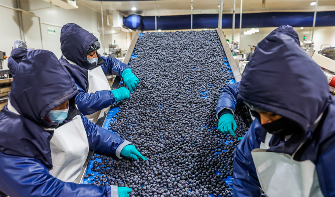 Perú, potencia agroexportadora: MIDAGRI buscará concretar 16 nuevos accesos en el 2026