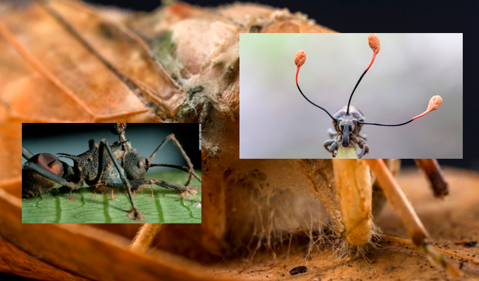 Los “zombis” existen en la naturaleza: parásitos que controlan a otros seres vivos
