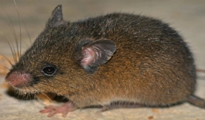 ¡Descubrimiento en Cajamarca! Hallan nueva especie de roedor andino