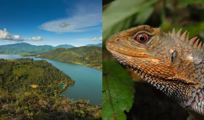 Redescubren en Perú una especie de lagartija que no se registraba desde 1876