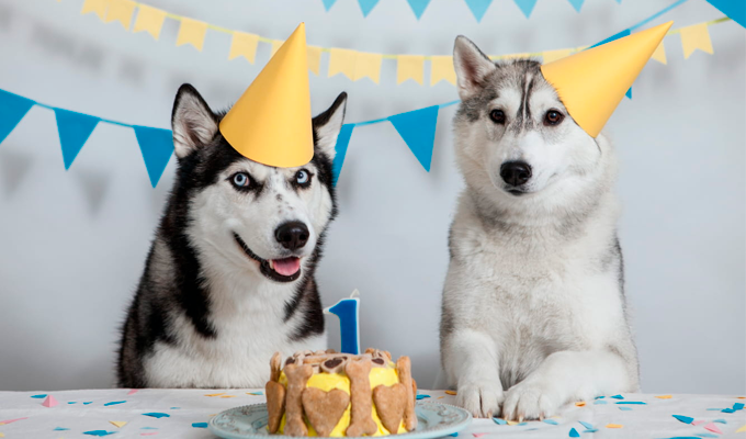 Un año de perro no equivale a siete de humano: esto es lo que realmente dice la ciencia veterinaria