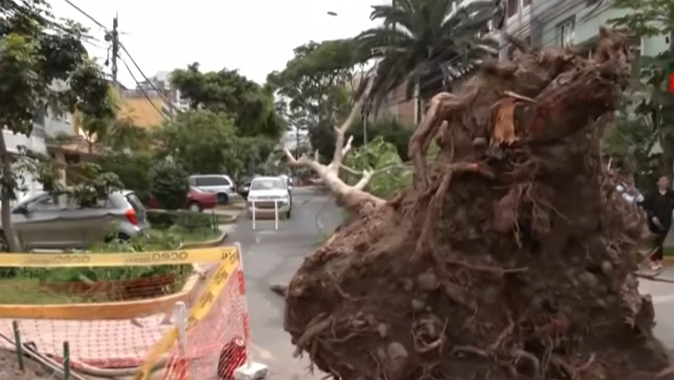 Instalación de enorme árbol deja sin agua a vecinos de Jesús María