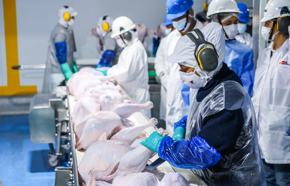 Producción avícola peruana se consolida con primer envío de carne de pavo a Panamá