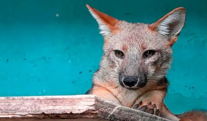 Run Run: zorrito andino rescatado ya es padre de tres crías en Cajamarca