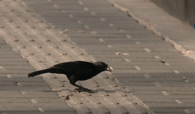 Denuncian que ave ataca a transeúntes en Surco: se encontraría defendiendo su nido