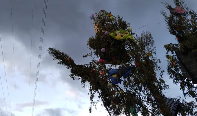 Huancayo: joven terminó con graves heridas tras caerle árbol durante una fiesta de cortamonte