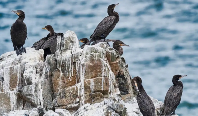 Guano marino impulsó el poder del Reino Chincha antes del Imperio inca, según estudio