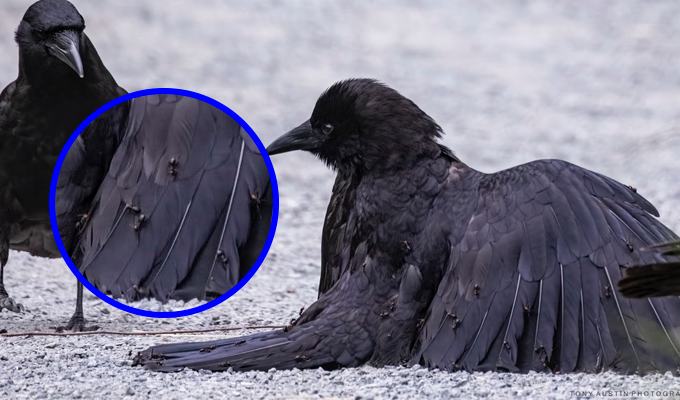 Los cuervos son tan inteligentes que usan a las hormigas como remedio para desparasitarse