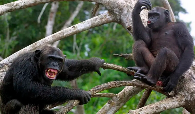 Conoce la historia de como chimpanc&eacute;s libraron una guerra civil de 4 a&ntilde;os en la que emplearon armas y herramientas