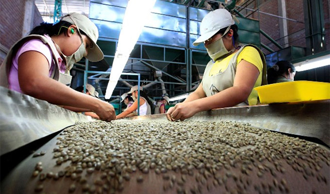 Exportaciones de café peruano rompen récords en ventas superando los USD 1700 millones