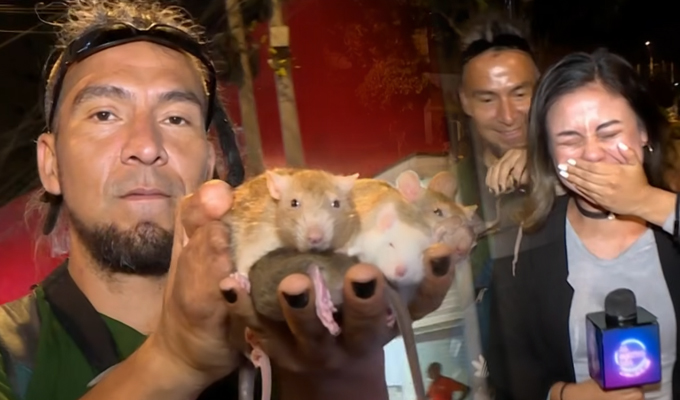 Este es el insólito caso del “Entrenador de Ratas”