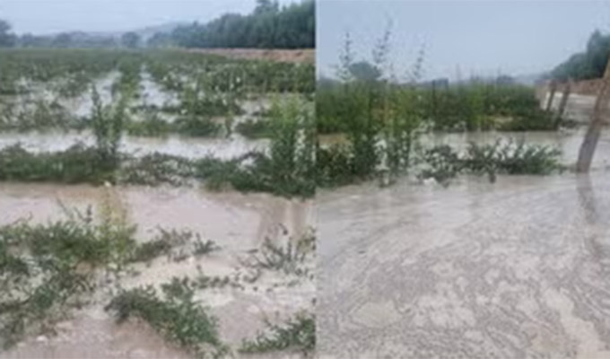 Desborde de río arrasa cultivos en Ica: agricultores piden ayuda pues perdieron su medio de vida