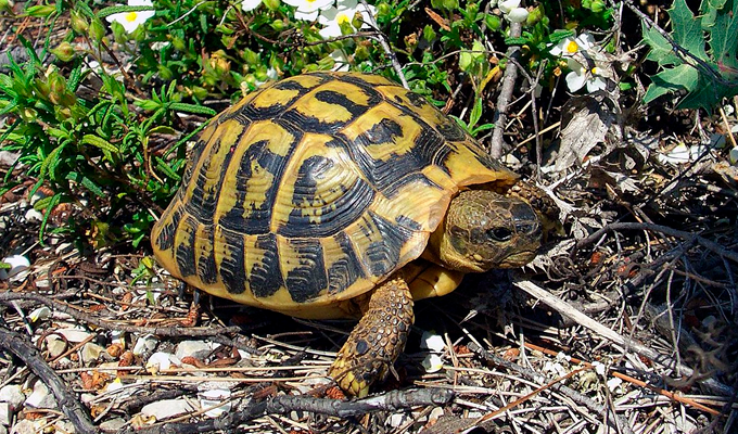 Acoso reproductivo pone en riesgo a población aislada de tortuga de Hermann