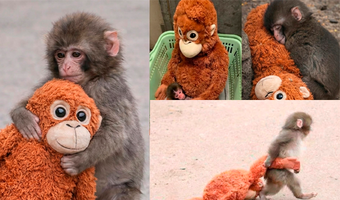Punch, el macaco bebé que se aferra a un peluche tras ser rechazado por su madre y maltratado por otros monos