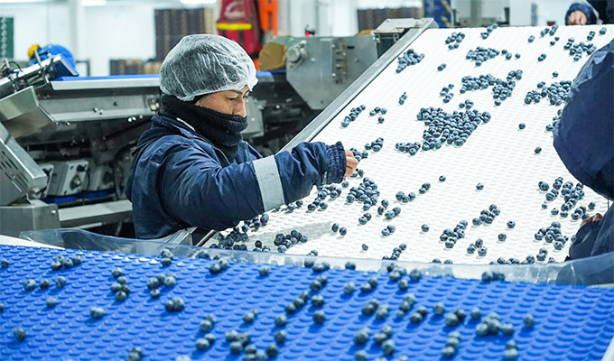 Midagri: Perú supera los USD 2,400 millones en ventas de arándanos durante el 2025