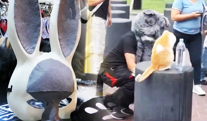 Therians invaden nuestras calles ¿Cómo reaccionarías al verlos?