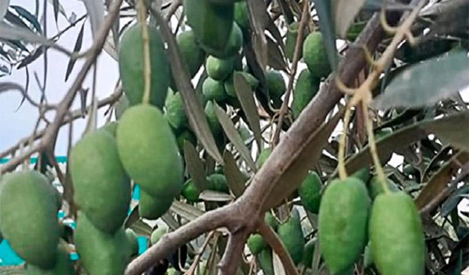 Senamhi informa que las altas temperaturas afectan la producción agrícola en distintas regiones