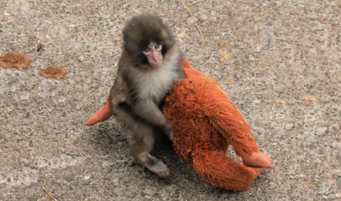 PETA pide trasladar al macaco japonés viral “Punch” a un santuario por presunto trauma