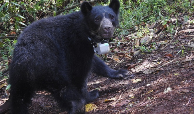 Implementan collares satelitales para estudiar y conservar al oso de anteojos en áreas protegidas