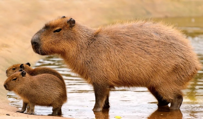 Capibara animado: Así sería su apariencia en el universo de Dora la Exploradora