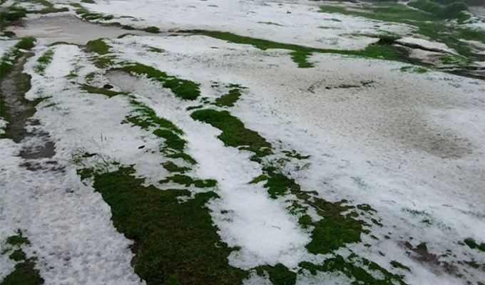 Granizada y lluvias destruyen cultivos en Ayacucho: agricultores piden ayuda a las autoridades