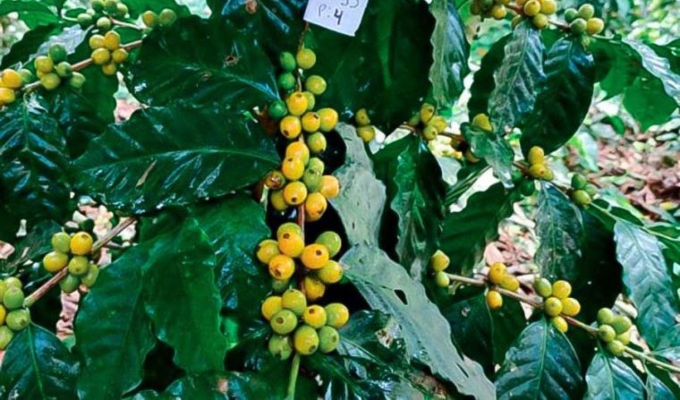 Café peruano: INIA identifica genotipos resistentes a la roya amarilla