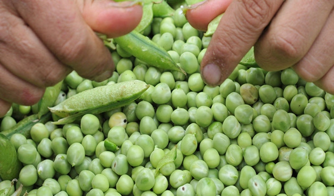 Lluvias disparan precios de alimentos en Lima: arveja llega a S/ 16 el kilo en Bre&ntilde;a